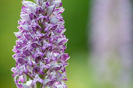 Pink soldiers by Elbert-Jan Achterberg