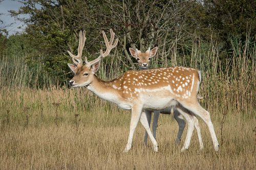 Jonge bok achter oude bok