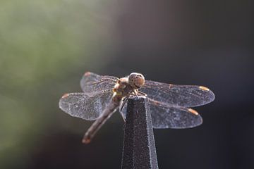 Libelle von Jeroen Meeuwsen