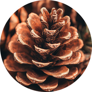 Dennenappelvariëteit van Poster Art Shop