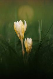 Crocuses 'spring' by Dagmar Hijmans