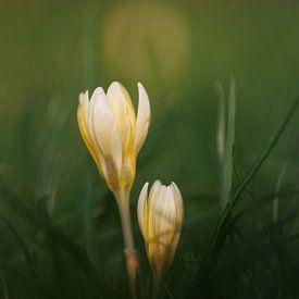 Krokussen 'lente' van Dagmar Hijmans