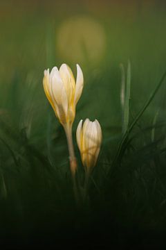 Krokussen 'lente' van Dagmar Hijmans
