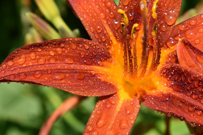 A flower in the garden after the rain by Claude Laprise