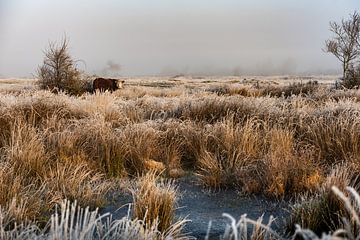 Winterse Sereniteit op de Zeeuwse Vroongronden van Paula Romein