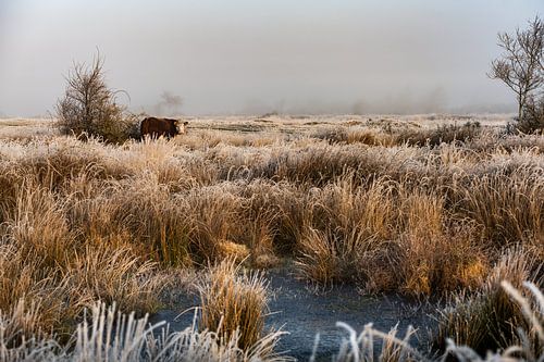 Sérénité hivernale sur les terres de la Couronne&quot ;