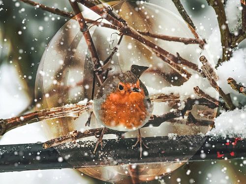 in de sneeuwbol - Robin