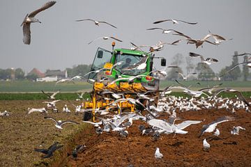 Mouettes derrière les tracteurs de labour sur Bram Lubbers