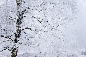 Winterbaum von Karijn | Fine art Natuur en Reis Fotografie