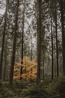Herfstboom in dennenbos