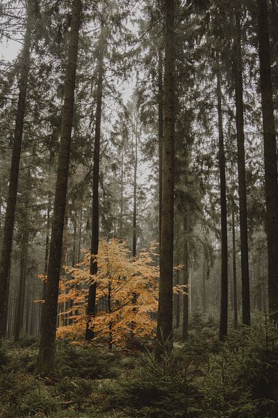 Arbre d'automne par Paulien van der Werf