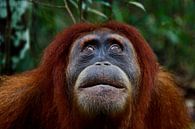 Orang Utan dans la forêt tropicale de Sumatra par Marjolein Boers Aperçu