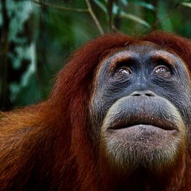 Orang Utan in Sumatra's rainforest by Marjolein Boers