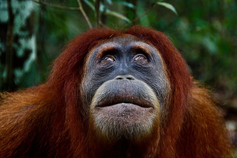 Orang Utan dans la forêt tropicale de Sumatra par Marjolein Boers