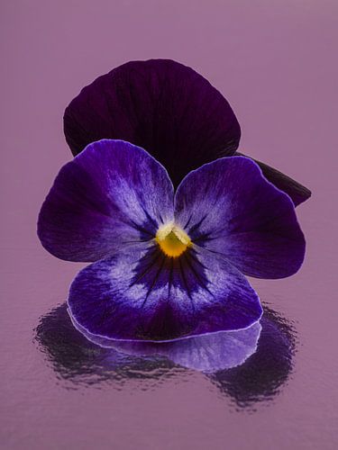 Reflectie in oudroze: Paars viooltje met abstracte weerspiegeling
