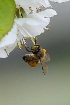 Honingbij bedekt met stuifmeel van Ton Wever