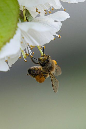 Honey bee covered in pollen