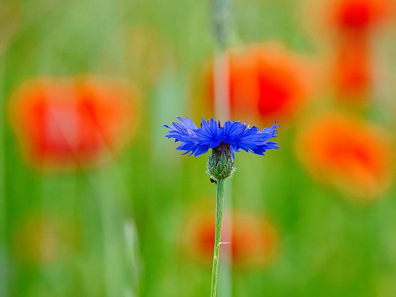 blaue Kornblume in einem Kornfeld. von Martin Köbsch