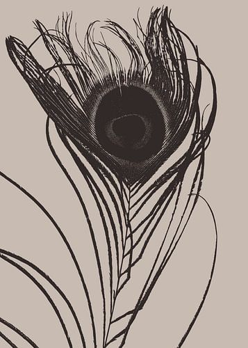 Japanse Pauwenveer Beige