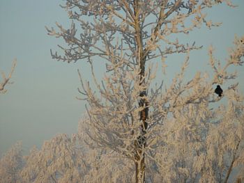 Winter wonder land 2