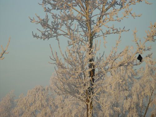 Winter wonder land 2