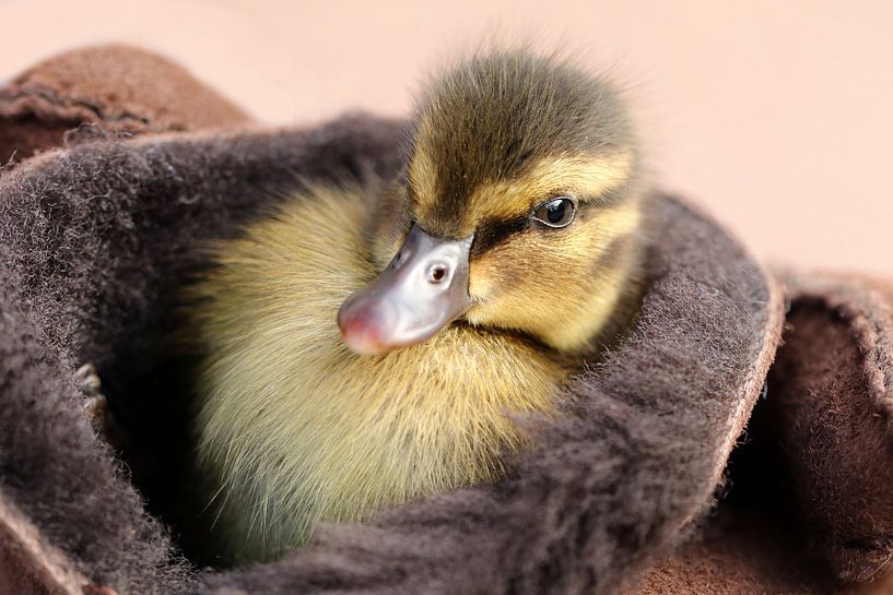Eendenkuiken in handschoen von Edwin Butter