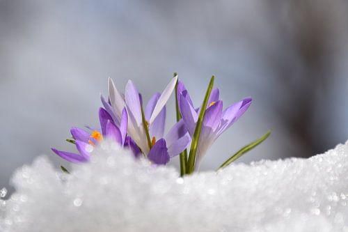 Krokusbloemen in de tuin
