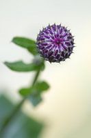 Paarse distel in de knop