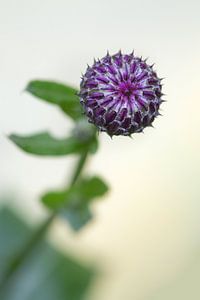 Le chardon violet