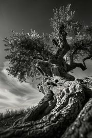 L'olivier intemporel sur Poster Art Shop