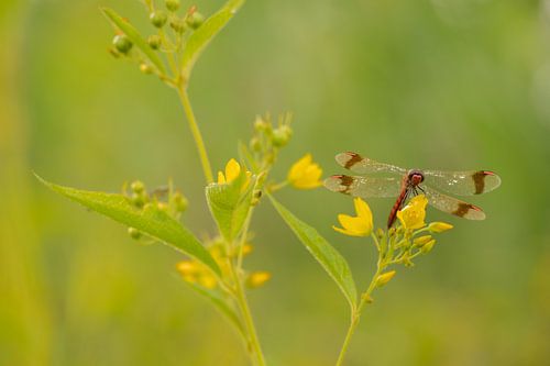 Bandheidelibel op gele bloem