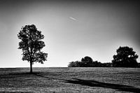 The tree and the shade