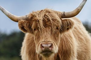 Der schottische Highlander schaut dich durchdringend an