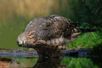 Juveniele havik op de Lemelerberg van Wim van der Meule