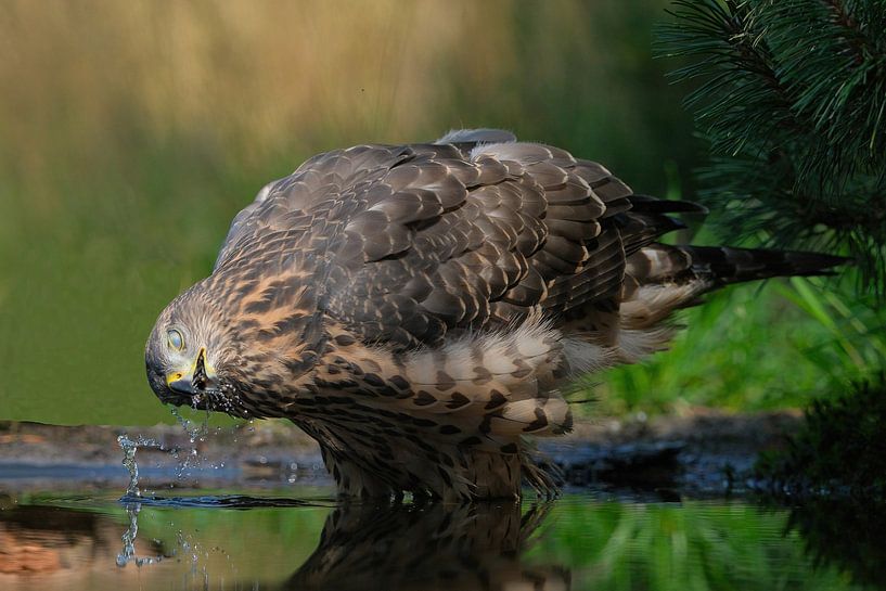 Autour des palombes juvénile à Lemelerberg par Wim van der Meule
