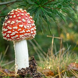 Fly agaric emerges from the ground in early autumn by Robin Verhoef
