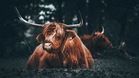 Schotse hooglander