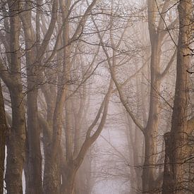 De grote eiken langs het pad, met mist van Jan Roos