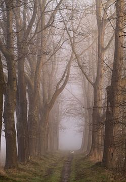 De grote eiken langs het pad, met mist