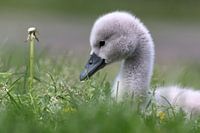 Schwan jung