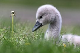 Swan young by Bauke Haitsma