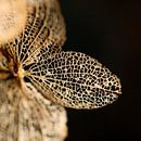 blossomed by Marieke Funke thumbnail