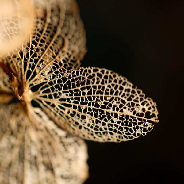 blossomed by Marieke Funke