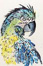 De blauwgele ara papegaai (aquarel schilderij wilde dieren vogel dierentuin veren kinderkamer stoer van Natalie Bruns thumbnail