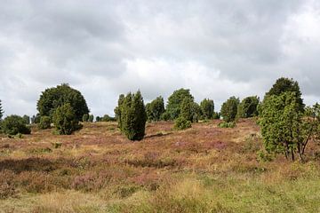 Het landschap van de Lüneburger Heide op de Wilseder Berg van Karina Baumgart