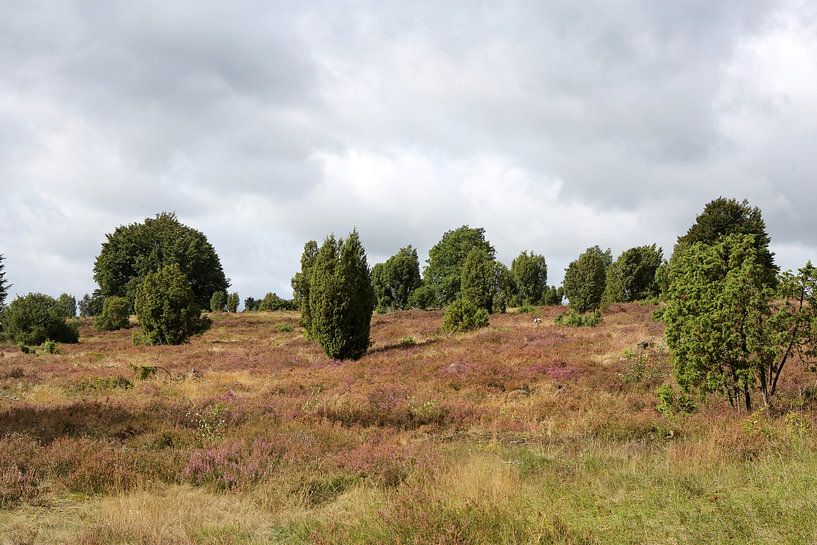 Die Landschaft der Lüneburger Heide am Wilseder Berg von Karina Gebert