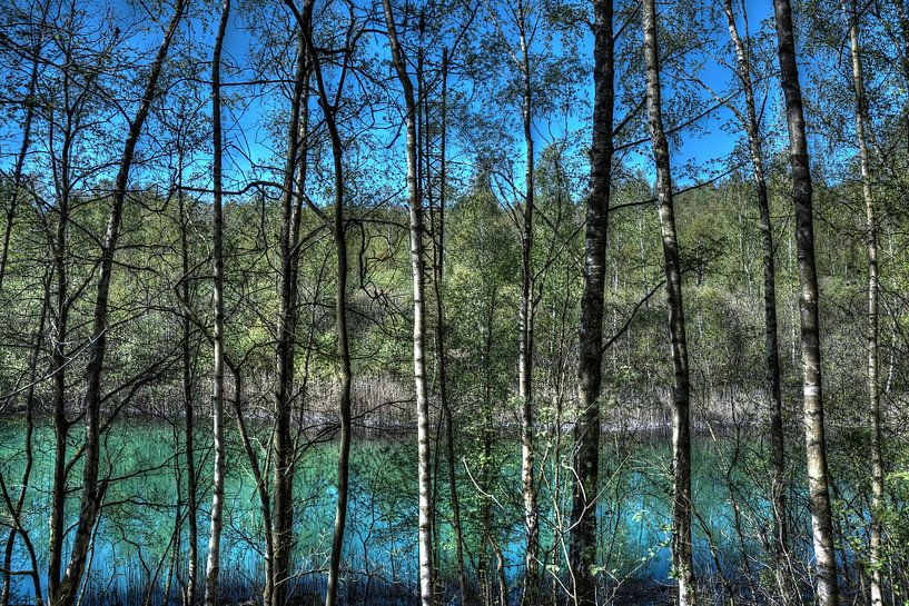 Natuur: bomen aan een meer van Jarno De Smedt