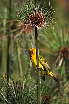 Kaapse wever (Ploceus capensis) van Dirk Rüter