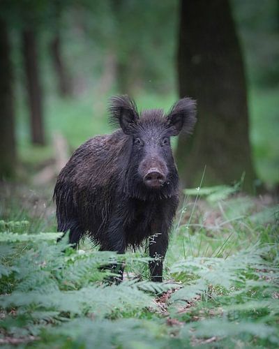 Wild boar on the Veluwe