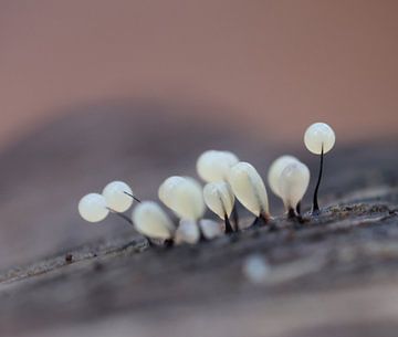 Growth by Angelique Raaijmakers